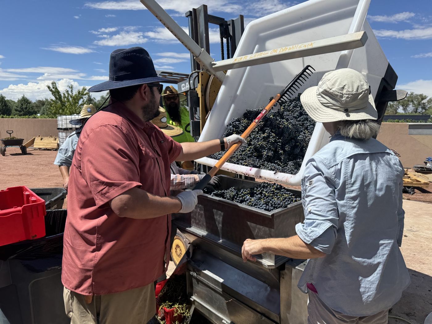 Two people raking grapes from a bin into the destemmer