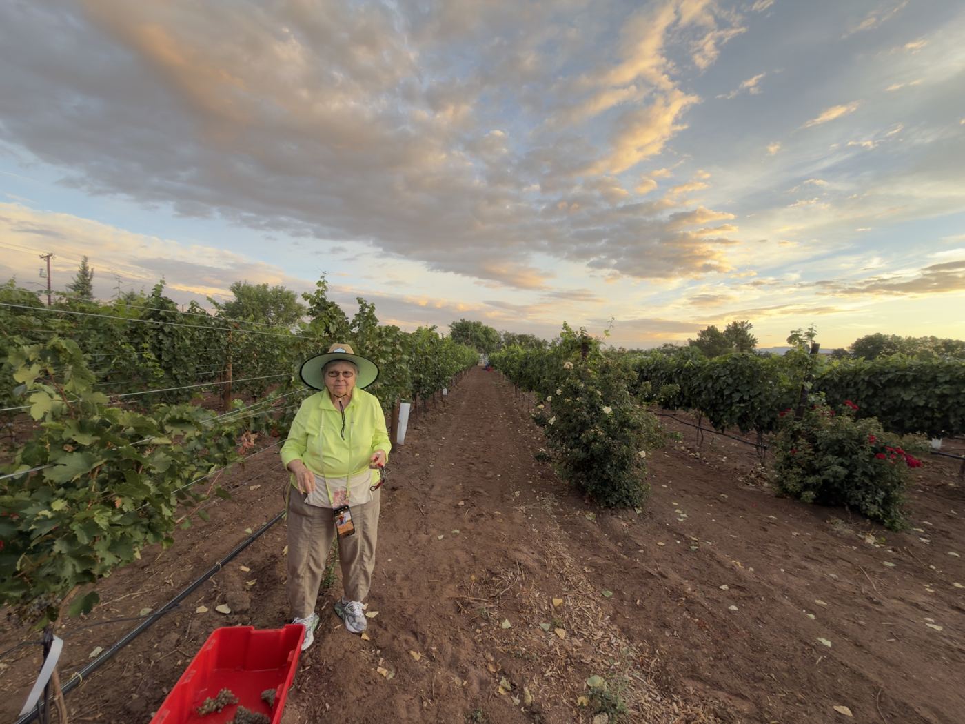 A picker with a red wagon in the dim vineyard rows under glowing sunrise clouds