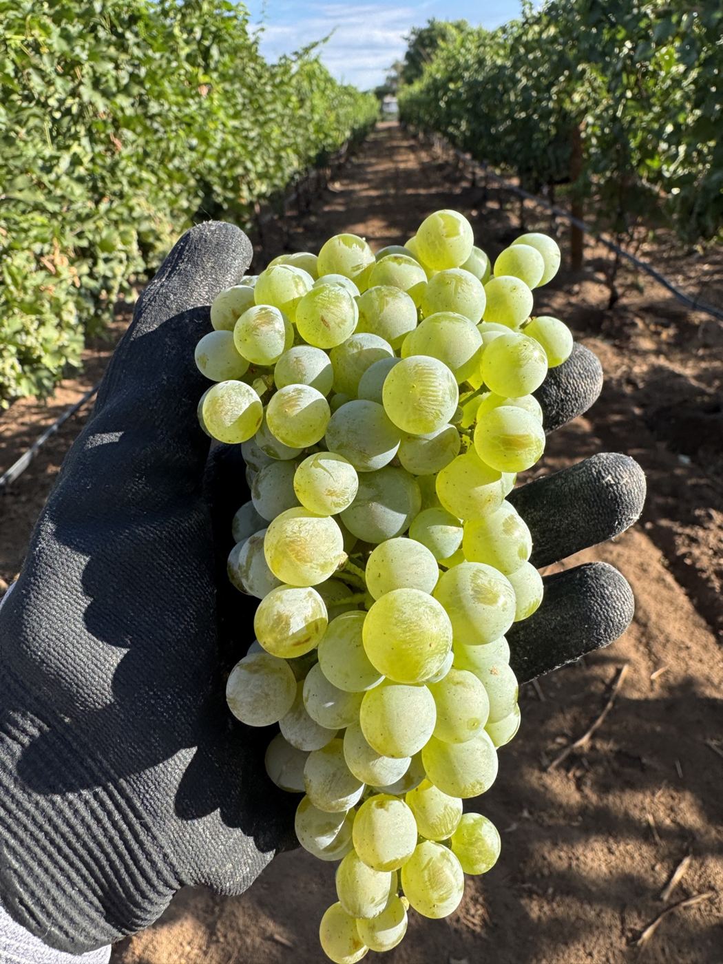 A gloved hand holding a golden Grüner Veltliner cluster