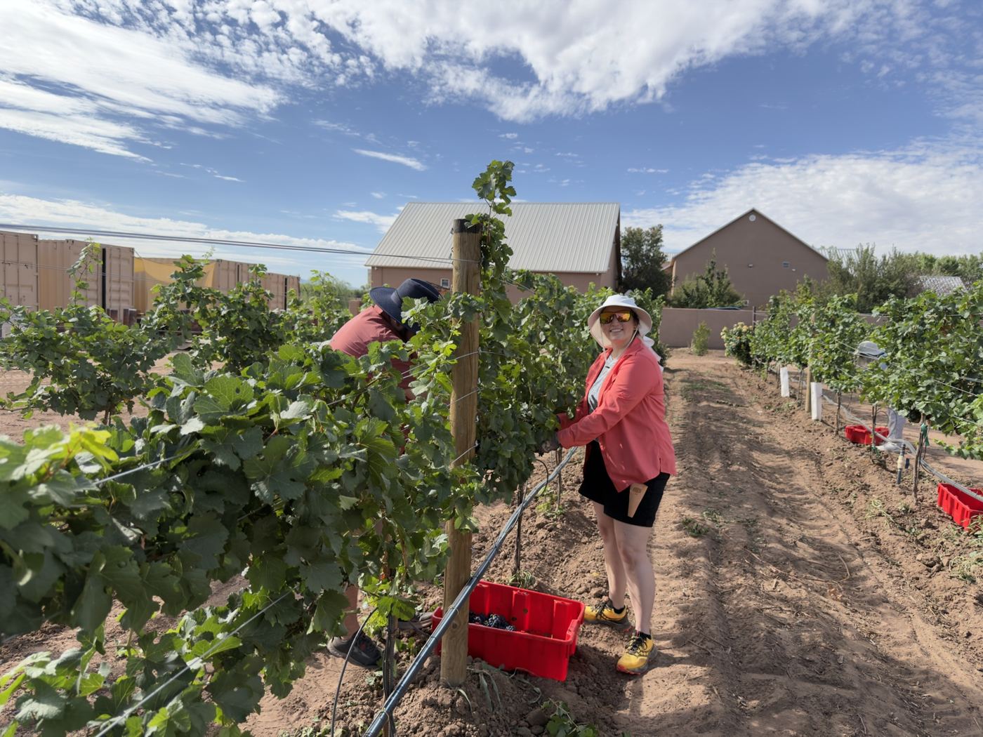 A picker working a vine row with a red crate