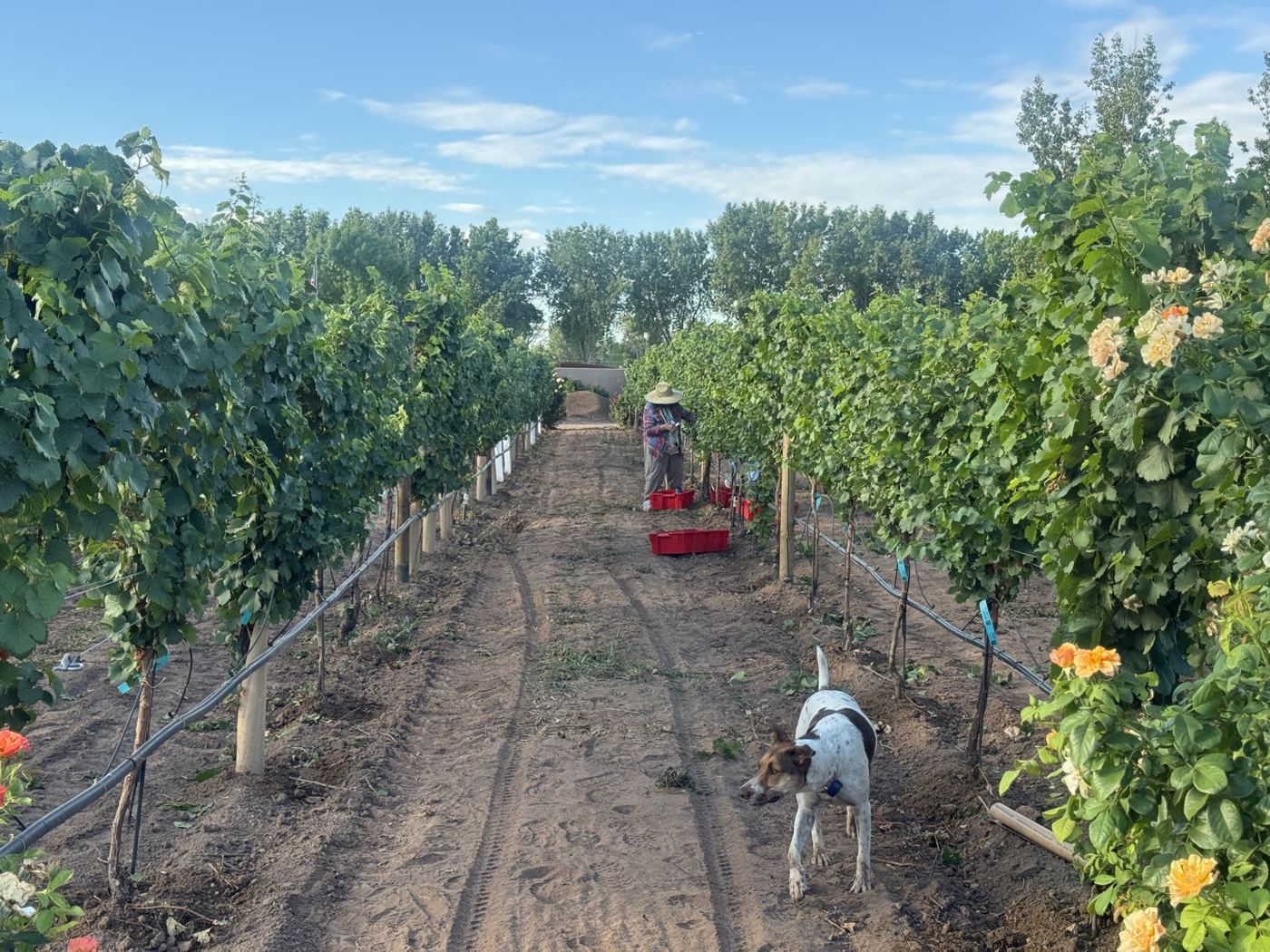 A dog trotting down a vine row lined with roses while a picker works