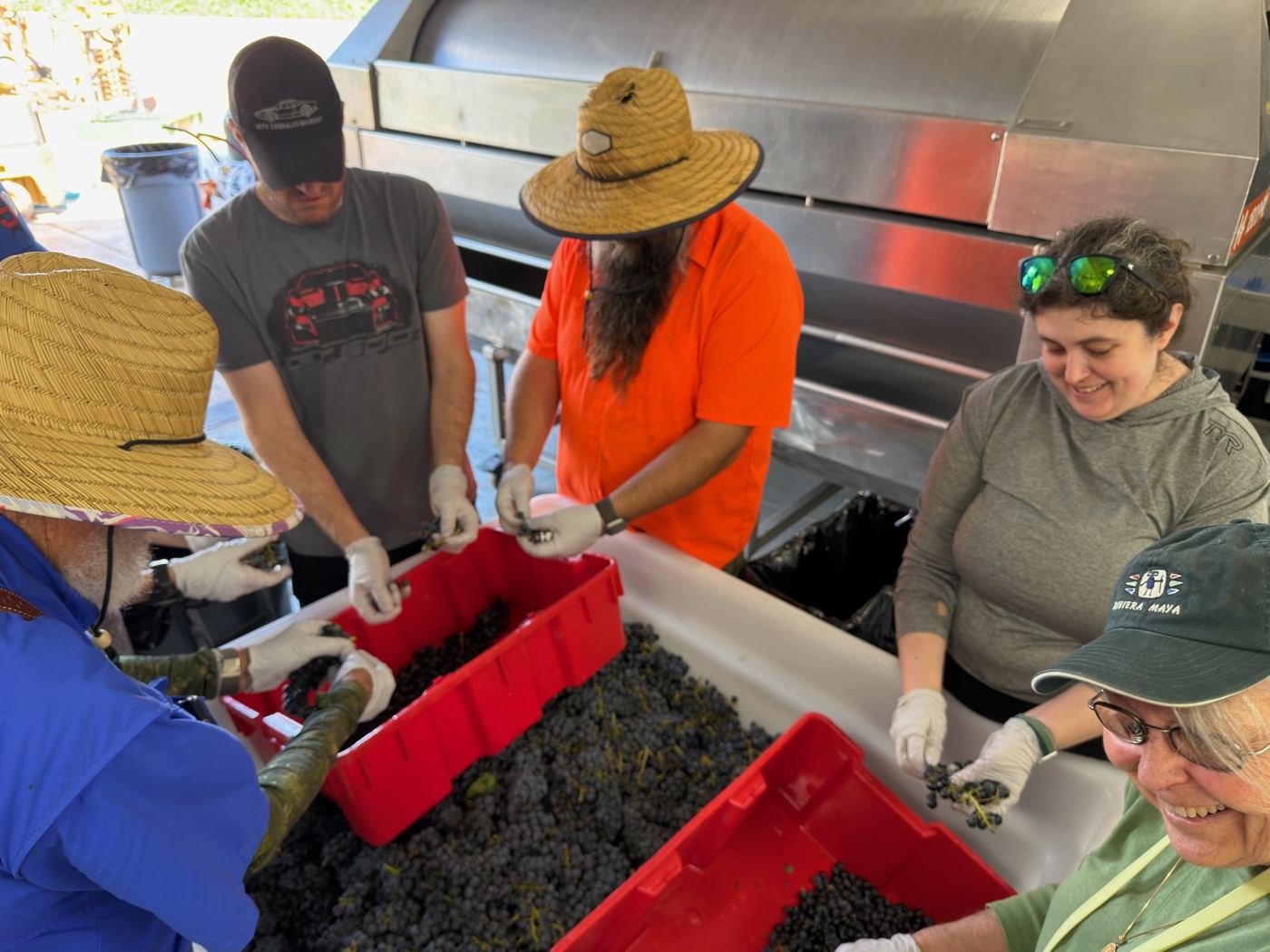 The crew hand-destemming grapes around a table of red crates