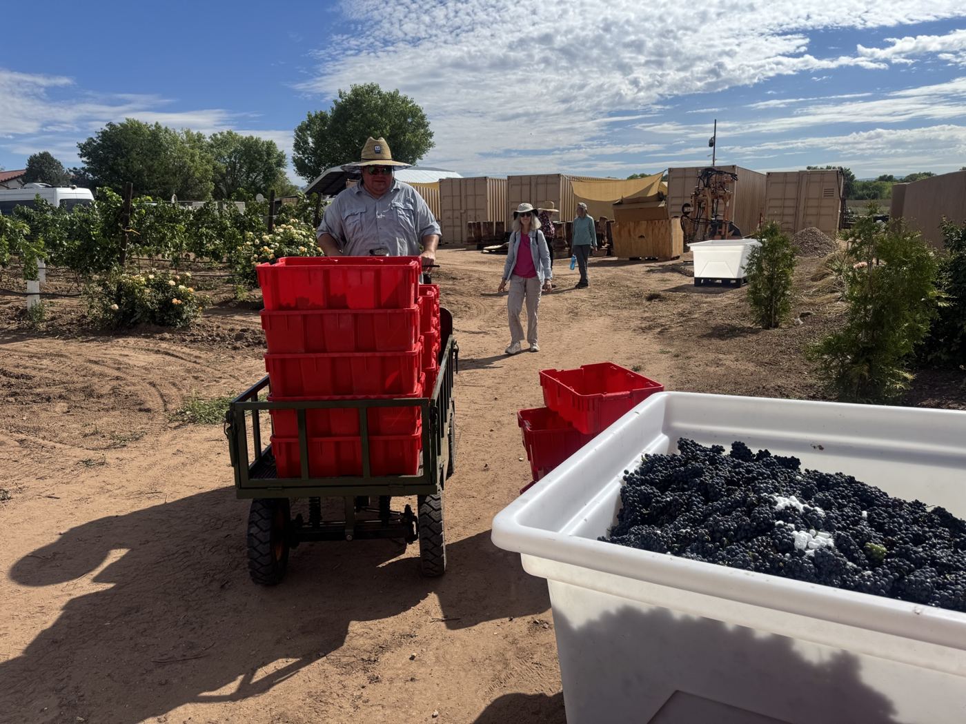 A wagon stacked with red crates of grapes beside a macro bin