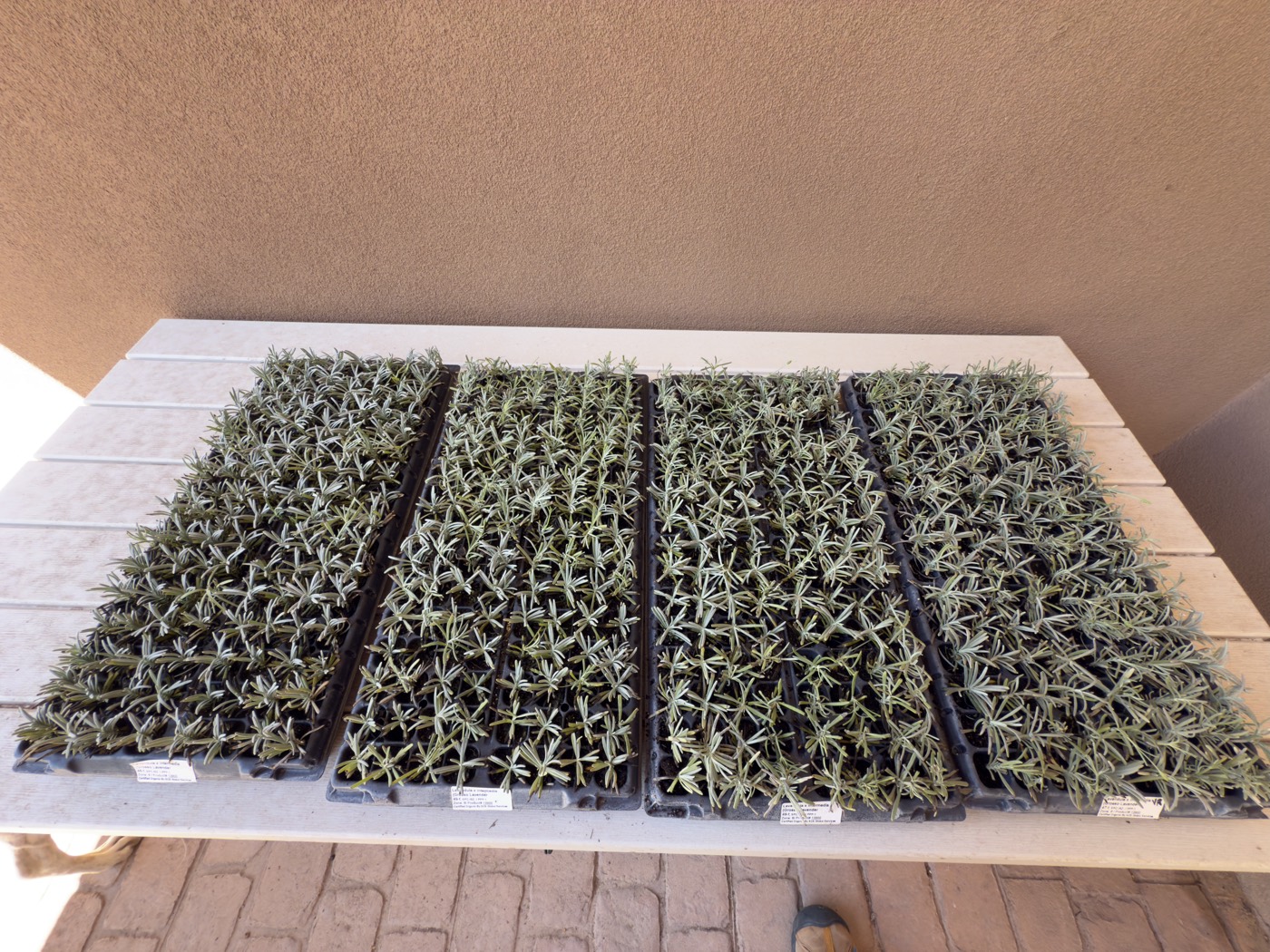 Trays of Grosso lavender plugs ready for planting